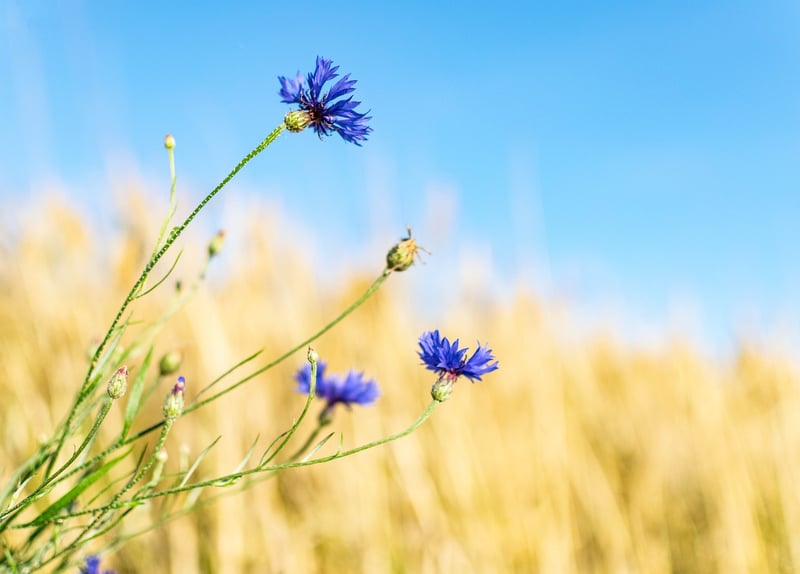 Wildflower Bouquet